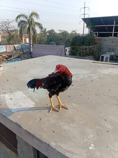 HENS