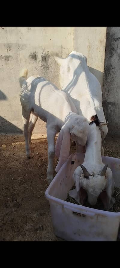 Home Raised Goats  راجن پوری  بکریاں for sale