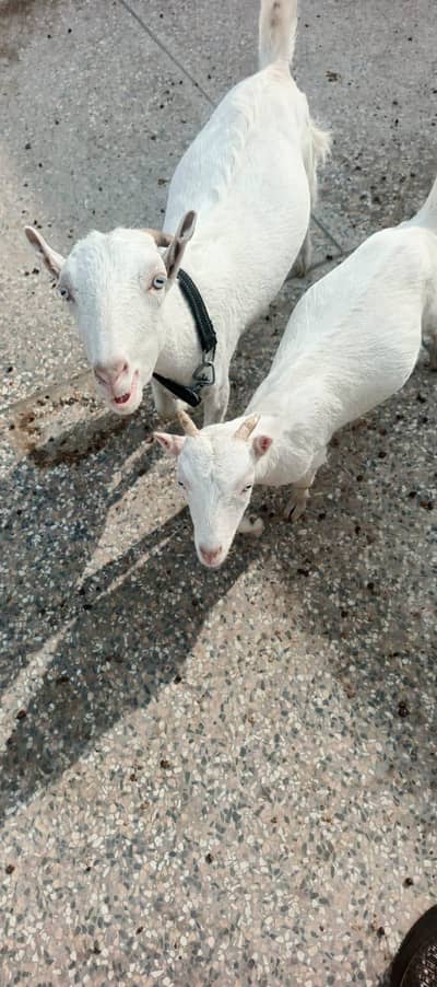 ناگرہ بیتل /وائیٹ رشیین ٹیڈی