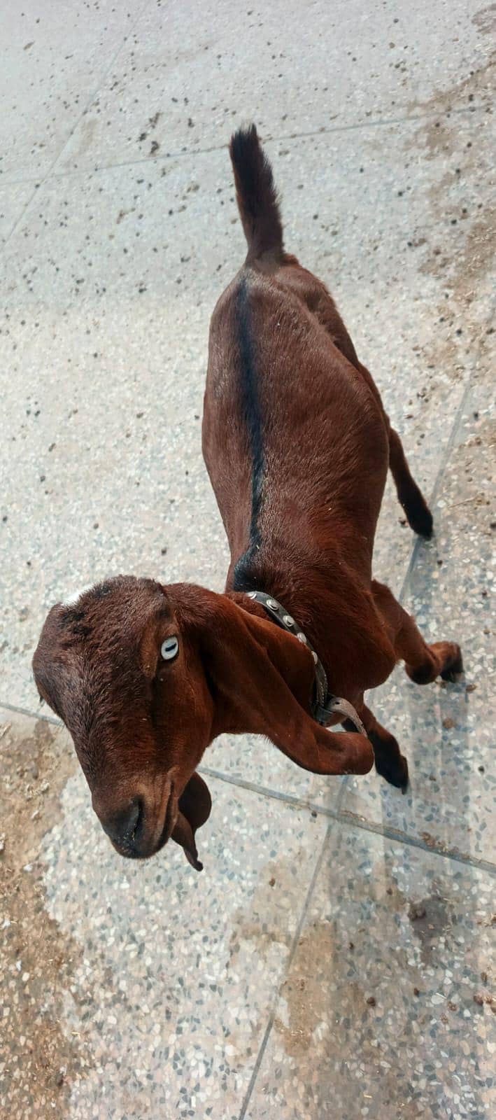 ناگرہ بیتل /وائیٹ رشیین ٹیڈی 1