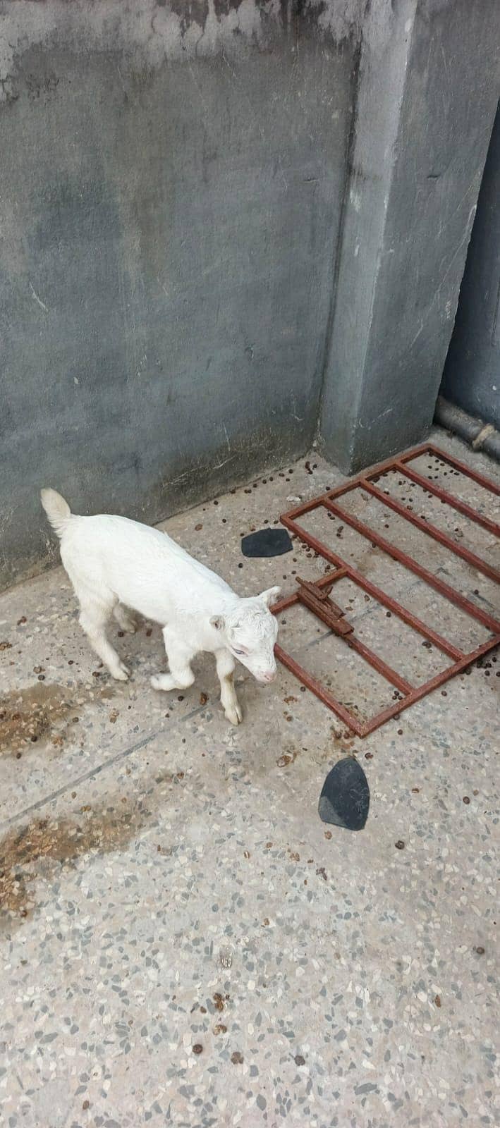 ناگرہ بیتل /وائیٹ رشیین ٹیڈی 2