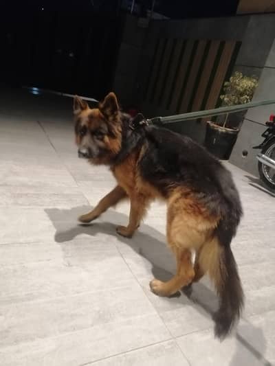 German Shepherd black brown