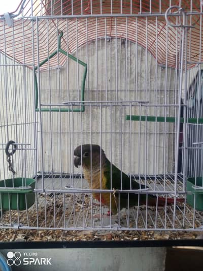 green conure red parrot