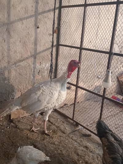 Turkey birds male