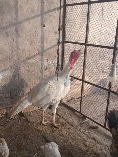 Turkey birds available
