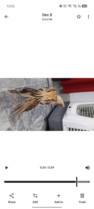 parrot beak eggs available