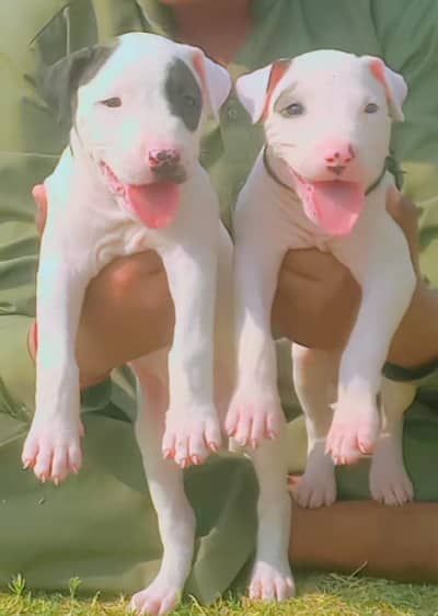 kohati gultair pair for sale