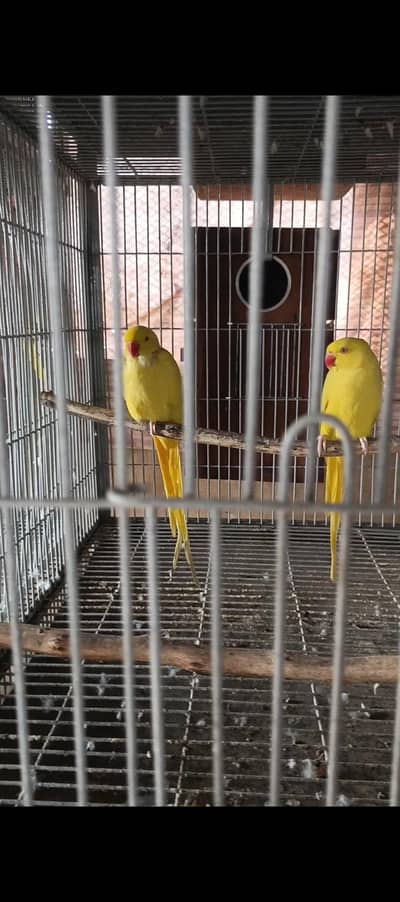 Yellow Ringneck pairs available