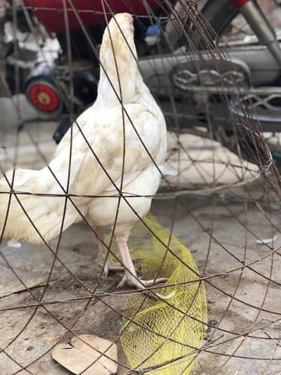 heera paper white murgi for sale