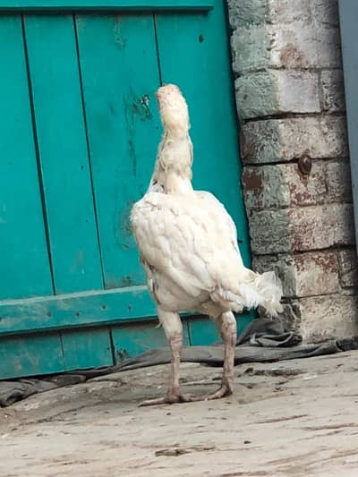 heera kandari murgi for sale