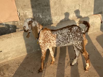 Makhi Cheena Bakra For Sale