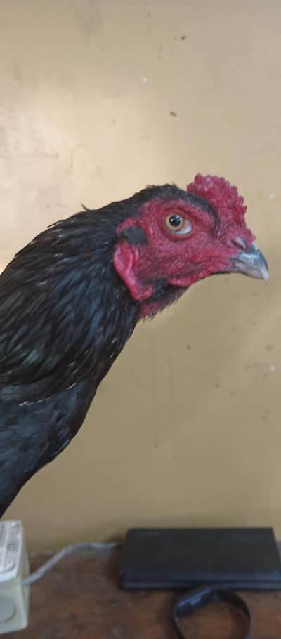 asil murga for sale.  03452247099