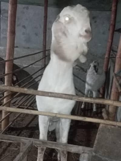 White Makhi Cheena Breeder For Sale