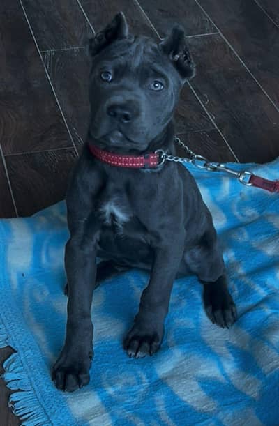 Cane Corso imported Female pup