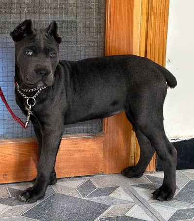 Imported Cane Corso female