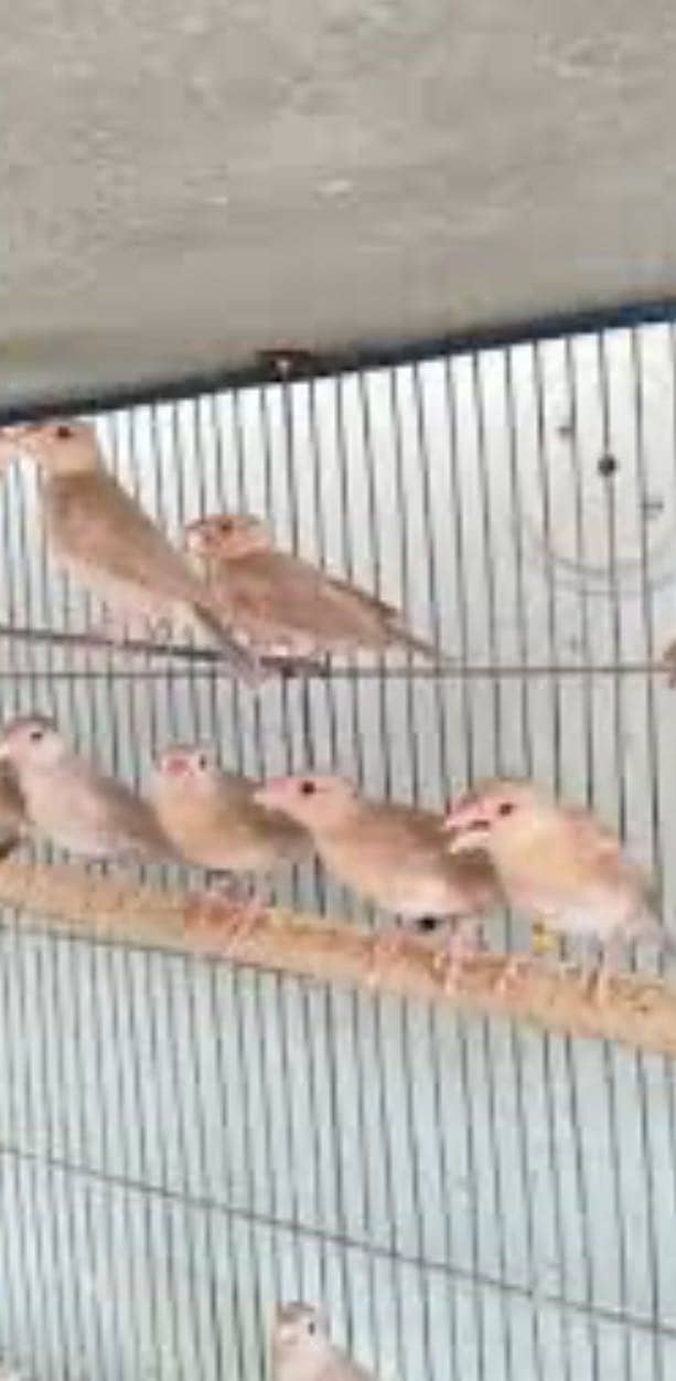 12 Fawn java Pathy 899 1