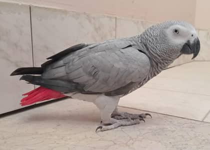 African grey parrot  Hand tamed