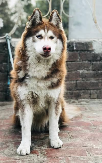 Siberian Husky Male Available