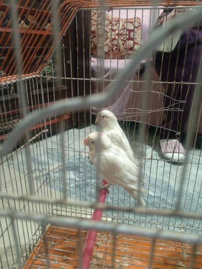 love birds white color pair