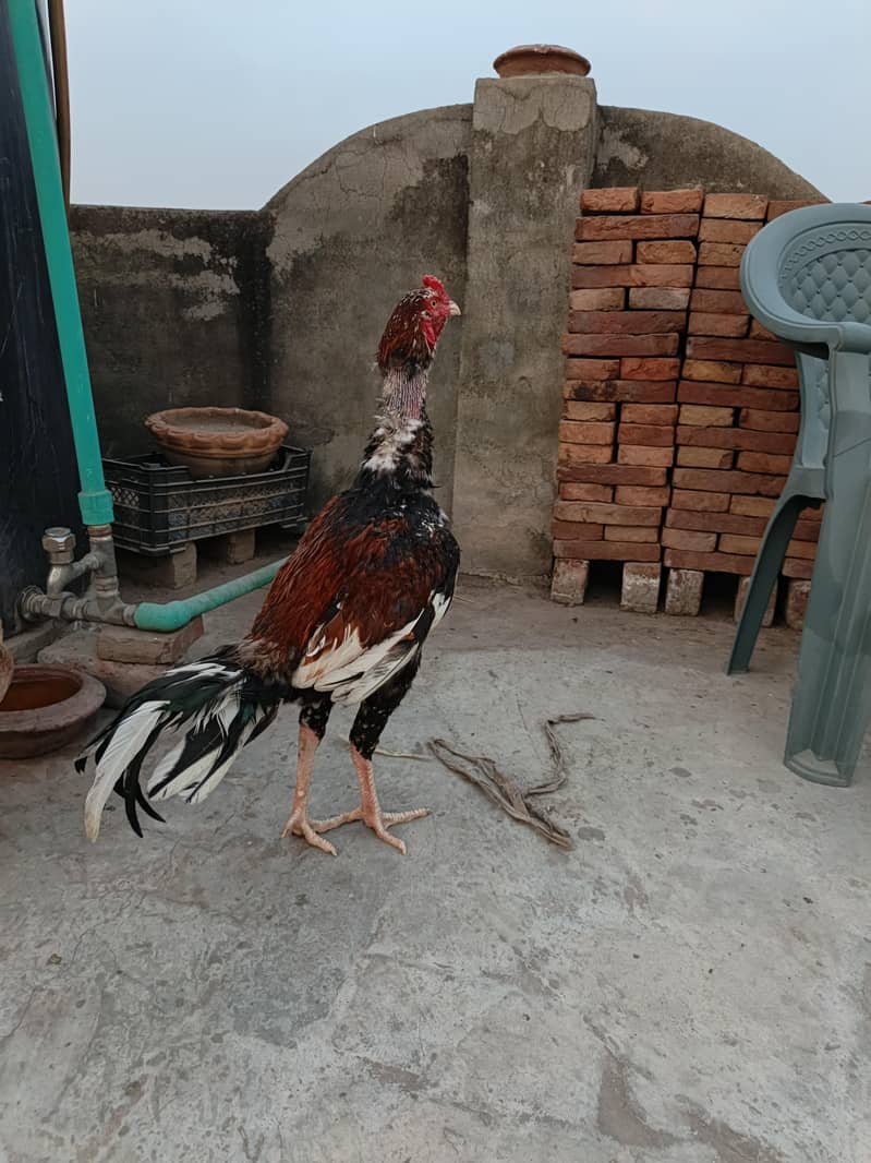 aseel patha for sal ha long hight - Cats - 1109483754