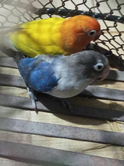 love bird for sale femalr