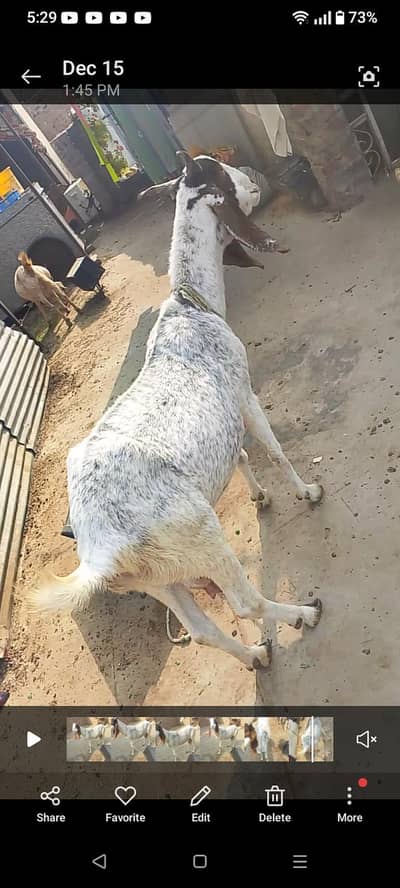 female goat for sale