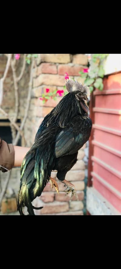 Ayam Cemani | Australop | Aseel | RIR | Eggs for sale