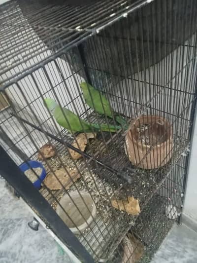 singal female parrot