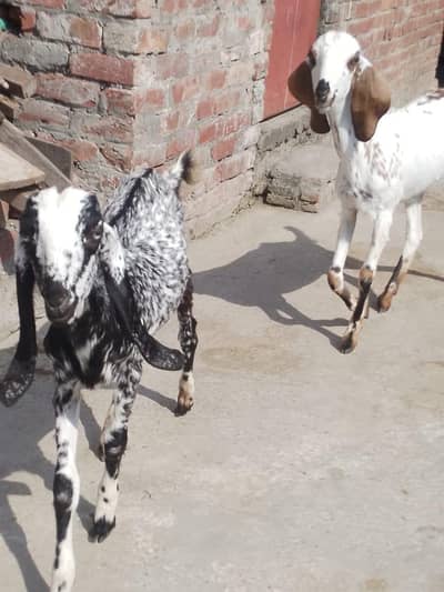 Makhi chena Bakra or desi or bakri