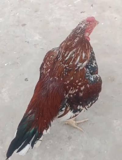 pure aseel amrohay mianwali