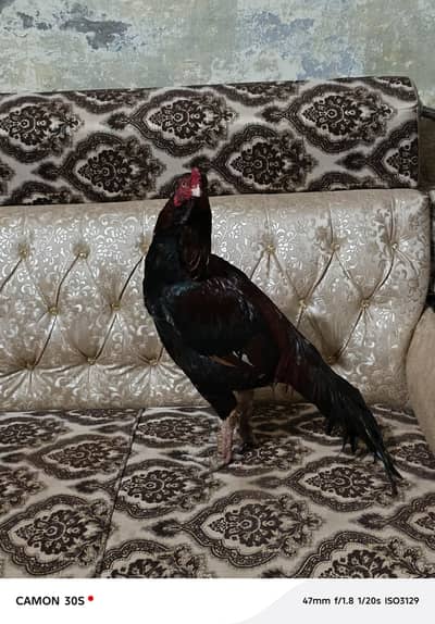 home breed hai qulti