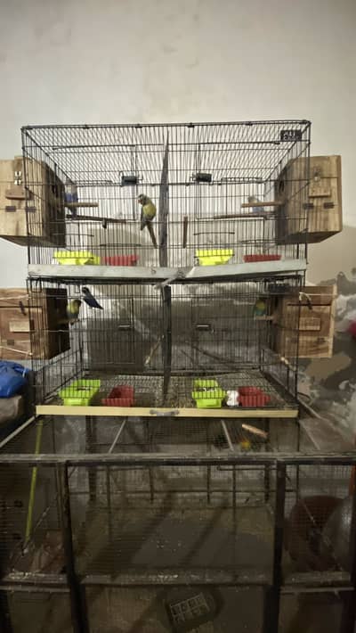 5 breeder pairs for sale