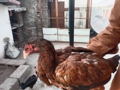 mianwali aseel pathi