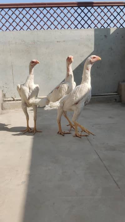 White oh Shamo chicks