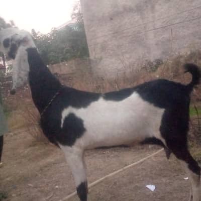 beautiful goat sale whatsapp number 03465122482