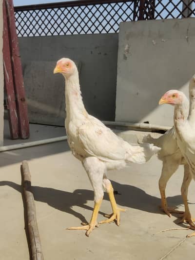 White oh Shamo chicks