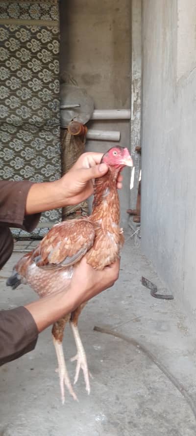 Aseel madi| aseel female|murgi|Aseel|lakhi madi |kuruk madi