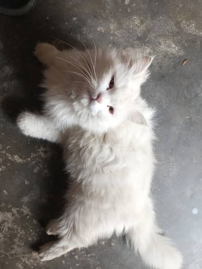 Nihyat hi shreef bila