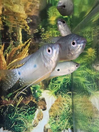 Three Spot Blue Gourami