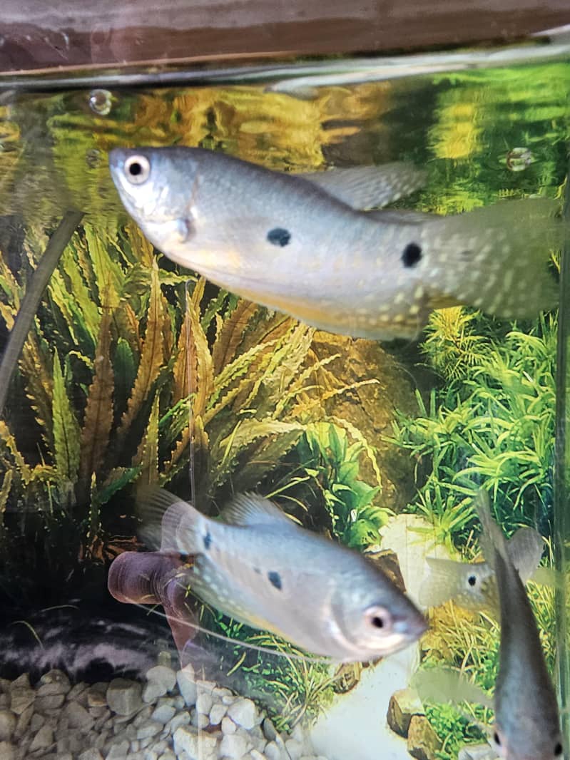 Three Spot Blue Gourami 1