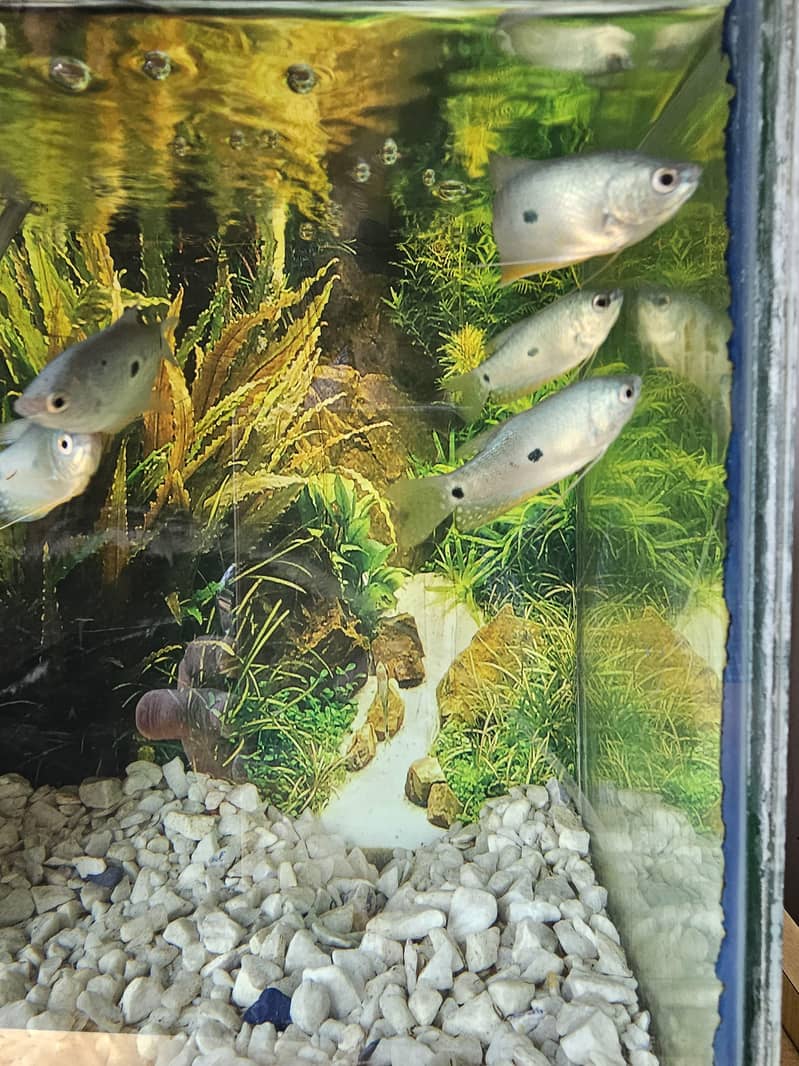 Three Spot Blue Gourami 2