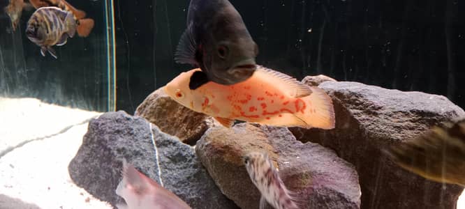 Tiger and Albino Oscar