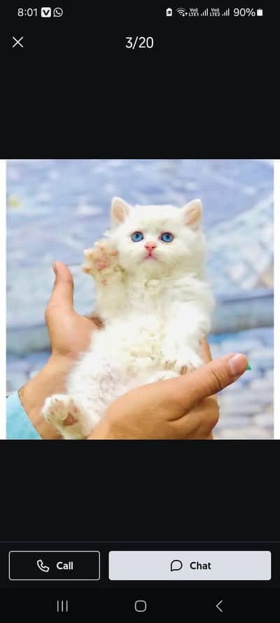 cash on delivery Persian kitten cats