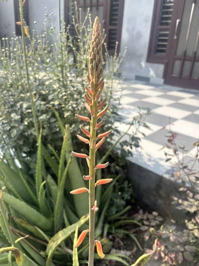 Healthy Aloe Vera Plant with Flower | Limited Stock Available | 5 year