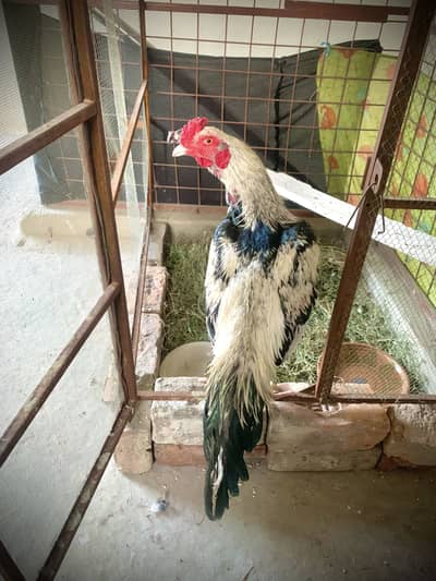 Aseel Murgha White Jawa For Sale