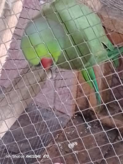 Bolta ha jab del kary