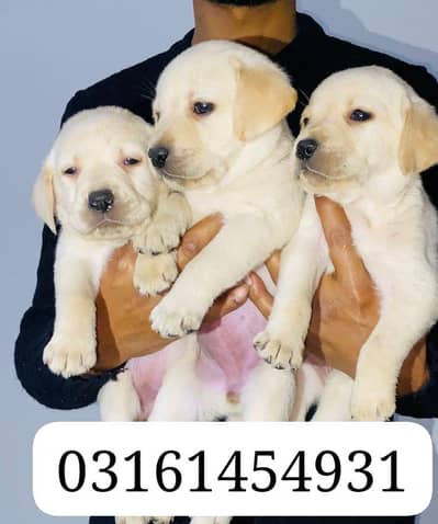 Labrador feml pup available pic Kay uper nmb mention kia hova ha