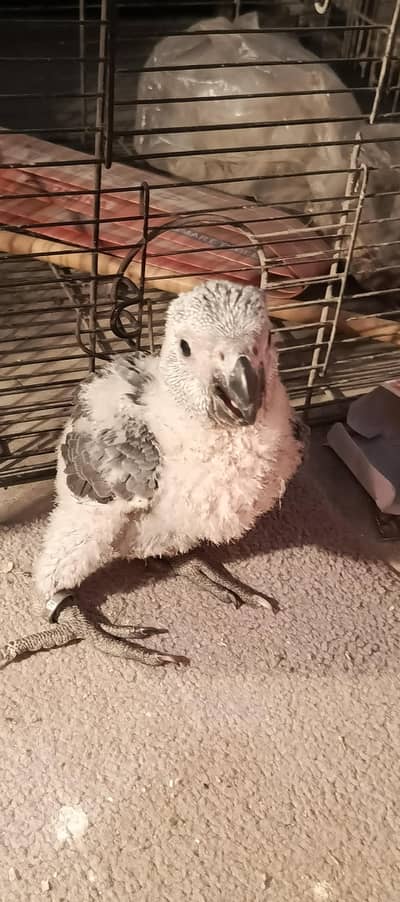 grey parrot chick available  karachi breed