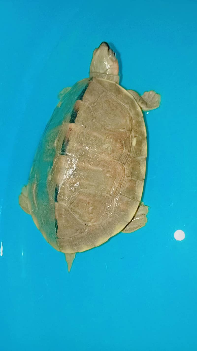 Tortoise 1