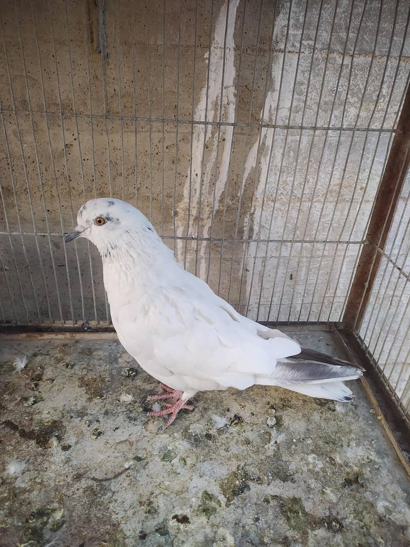 pigeon 4